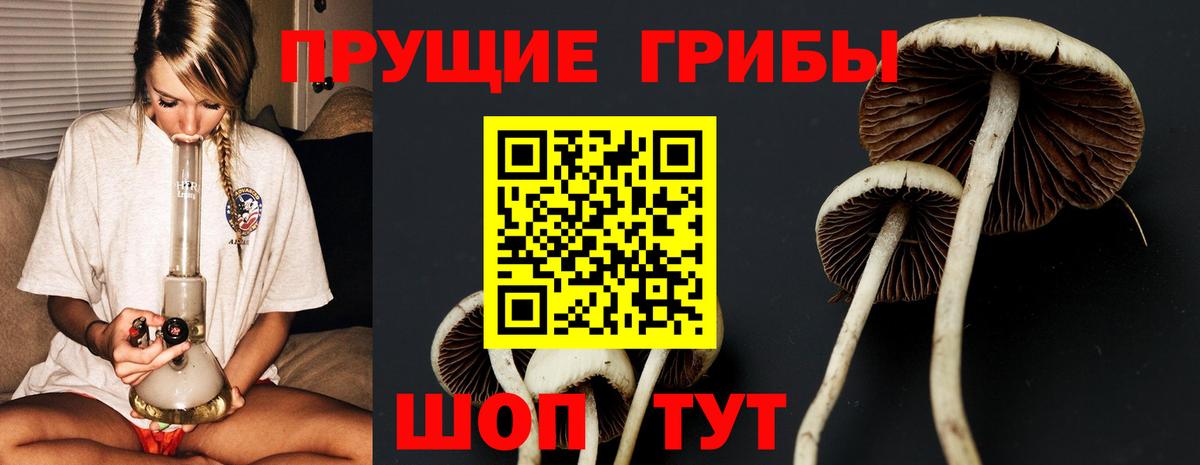 Псилоцибиновые грибы GOLDEN TEACHER  Псилоцибиновые грибы GOLDEN TEACHER  Зеленокумск  Вход с VPN 